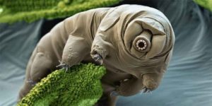 Tardigrade